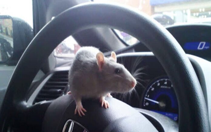 how-to-protect-your-car-from-rats-rodents-and-mice-with-these-easy-tips-details-here